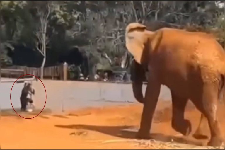 Mulher que invadiu zoológico é professora no DF e está afastada